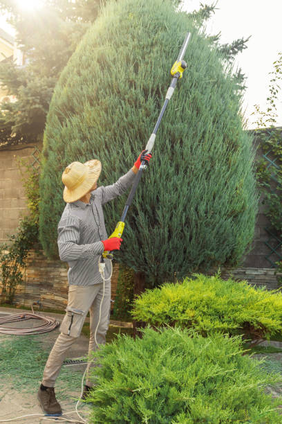 Best Arborist Services Near Me  in USA